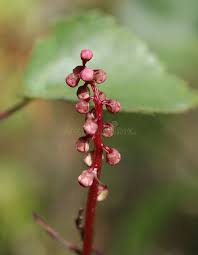 Attēlu rezultāti vaicājumam “Pyrola media”