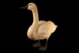 Attēlu rezultāti vaicājumam “Cygnus columbianus”