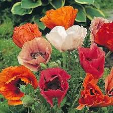Attēlu rezultāti vaicājumam “Papaver orientale  flower”