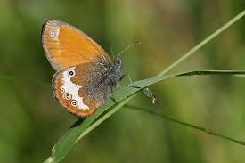 Attēlu rezultāti vaicājumam “Coenonympha arcania”