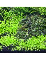 Attēlu rezultāti vaicājumam “Elatine hydropiper leaf”