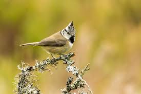 Attēlu rezultāti vaicājumam “Lophophanes cristatus”