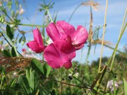 Attēlu rezultāti vaicājumam “Lathyrus tuberosus flower”