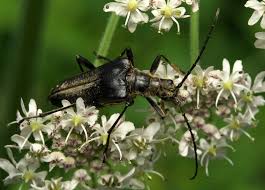 Attēlu rezultāti vaicājumam “Stenocorus meridianus”