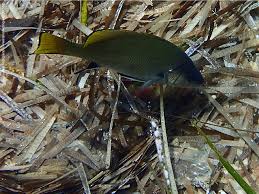 Image result for Sciaena umbra