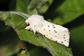 Attēlu rezultāti vaicājumam “Spilosoma lubricipeda”