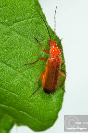 Attēlu rezultāti vaicājumam “Cantharis rustica”