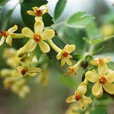 Attēlu rezultāti vaicājumam “Ribes nigrum flower”