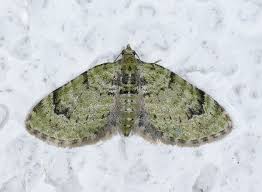 Attēlu rezultāti vaicājumam “Chloroclystis v-ata”