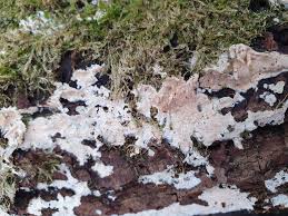 Attēlu rezultāti vaicājumam “Phlebiopsis gigantea”