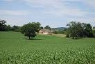 Maize is a cereal crop, indigenous to the Americas. In Britain it is usually - via Daymix