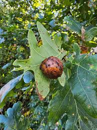 Attēlu rezultāti vaicājumam “Diplolepis eglanteriae”