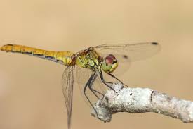 Attēlu rezultāti vaicājumam “Sympetrum sanguineum”