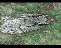 Attēlu rezultāti vaicājumam “Semioscopis avellanella imago”