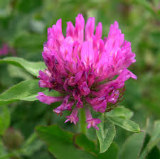 Attēlu rezultāti vaicājumam “Trifolium pratense”