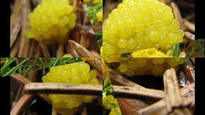 Attēlu rezultāti vaicājumam “Physarum virescens macro”