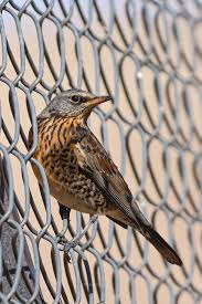 Image result for Turdus pilaris