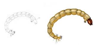 Attēlu rezultāti vaicājumam “Chironomidae larvae”