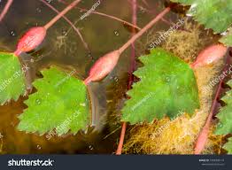 Attēlu rezultāti vaicājumam “Trapa natans leaf”