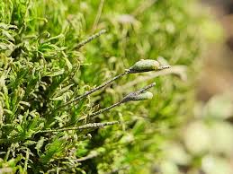 Attēlu rezultāti vaicājumam “Timmia megapolitana”