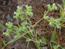 Attēlu rezultāti vaicājumam “Scleranthus annuus flower”