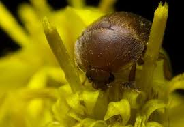 Attēlu rezultāti vaicājumam “Cychramus luteus”