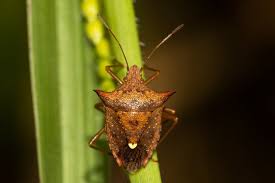 Attēlu rezultāti vaicājumam “Heteroptera”