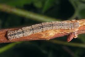 Attēlu rezultāti vaicājumam “Idaea emarginata”