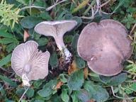 Attēlu rezultāti vaicājumam “Skeletocutis nivea”