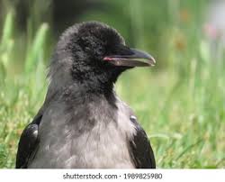 Attēlu rezultāti vaicājumam “Corvus cornix juvenile”