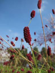 Image result for Sanguisorba officinalis