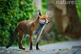 Attēlu rezultāti vaicājumam “Vulpes vulpes  adult”