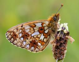 Attēlu rezultāti vaicājumam “Clossiana selene underside”
