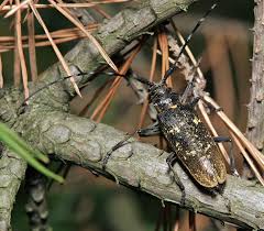 Attēlu rezultāti vaicājumam “Monochamus urussovi”