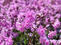 Image result for Lychnis flos-cuculi