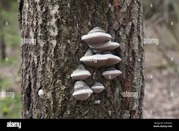 Attēlu rezultāti vaicājumam “Phellinus populicola”