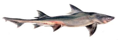 Image result for Scylliogaleus quecketti