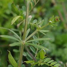Attēlu rezultāti vaicājumam “Galium elongatum leaf”
