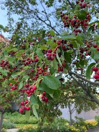Attēlu rezultāti vaicājumam “Amelanchier spicata fruit”