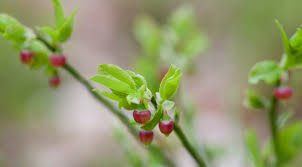 Attēlu rezultāti vaicājumam “Vaccinium myrtillus flower”