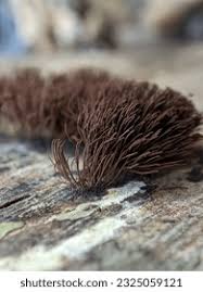 Attēlu rezultāti vaicājumam “Stemonitis virginiensis spores”