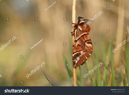 Attēlu rezultāti vaicājumam “Endromidae”