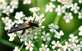 Attēlu rezultāti vaicājumam “Oedemera femorata”