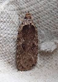 Attēlu rezultāti vaicājumam “Agonopterix heracliana”