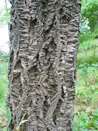 Attēlu rezultāti vaicājumam “Phellodendron amurense”