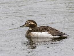 Attēlu rezultāti vaicājumam “Clangula hyemalis”