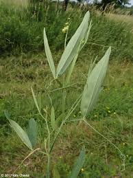 Attēlu rezultāti vaicājumam “Lathyrus sylvestris bud”