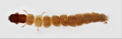Attēlu rezultāti vaicājumam “Leiodidae larva”
