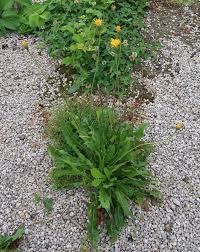 Attēlu rezultāti vaicājumam “Leontodon hispidus fruit”