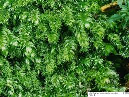 Attēlu rezultāti vaicājumam “Pseudotaxiphyllum elegans”